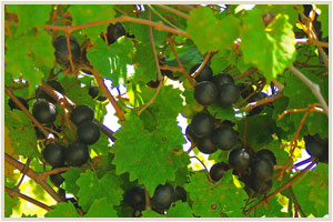The Muscadine Grape