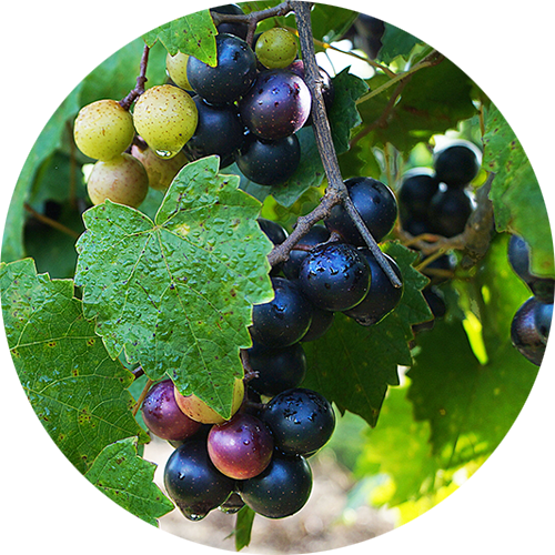 Ripe red Muscadine grapes on the vine.