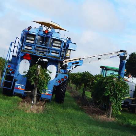 Grape harvesting equipment in the vineyard.